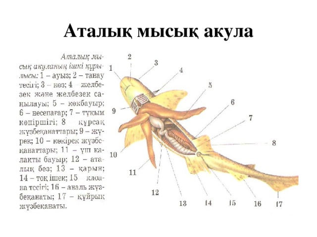 Аталық мысық акула