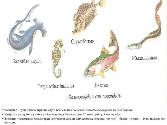 Балықтар - сулы ортада тіршілік етуге бейімделген төменгі сатыдағы омыртқалы жануарлар. Қазіргі кезде дүние жүзінің су айдындарында балықтардың 20 мың- дай түрі мекендейді. Зоология ғылымының балықтарды зерттейтін саласы ихтиология (грекше «ихтис» - балық, «логия» - ілім, ғылым) деп аталады.