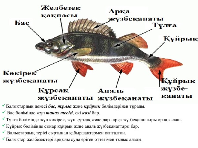 Балықтардың денесі бас, тұлға  және құйрық  бөлімдерінен тұрады.  Бас бөлімінде жұп танау тесігі , екі көзі бар. Тұлға бөлімінде жұп көкірек, жұп құрсақ және дара арқа жүзбеқанаттыры орналасқан. Құйрық бөлімінде сыңар құйрық және аналь жүзбеқанаттары бар.  Балықтардың терісі сыртынан қабыршақтармен қапталган. Балықтар желбезектері арқылы суда еріген оттегімен тыныс алады.