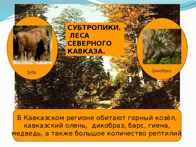 СУБТРОПИКИ. ЛЕСА СЕВЕРНОГО КАВКАЗА.  Дикобраз  Зубр В Кавказском регионе обитают горный козёл, кавказский олень, дикобраз, барс, гиена, медведь, а также большое количество рептилий .