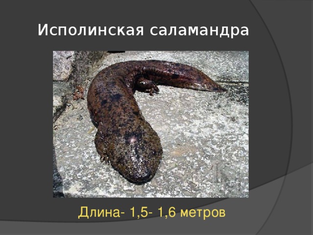 Исполинская саламандра Длина- 1,5- 1,6 метров