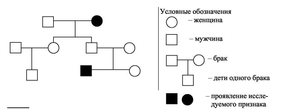 Условные обозначения в генеалогическом древе. Генеалогический метод схема родословной. Генеалогический метод родословная схема. Родословная семьи схема генетика. Родословная схема по биологии.