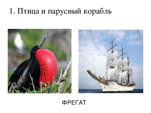 1. Птица и парусный корабль   ФРЕГАТ