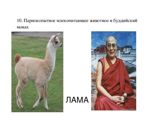 10. Парнокопытное млекопитающее животное и буддийский монах   ЛАМА