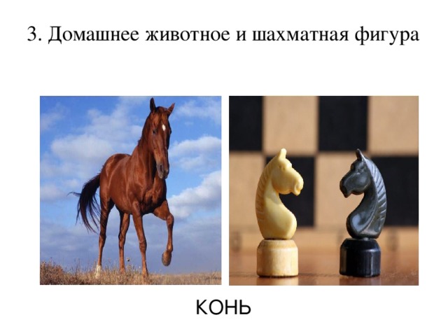 3. Домашнее животное и шахматная фигура   КОНЬ
