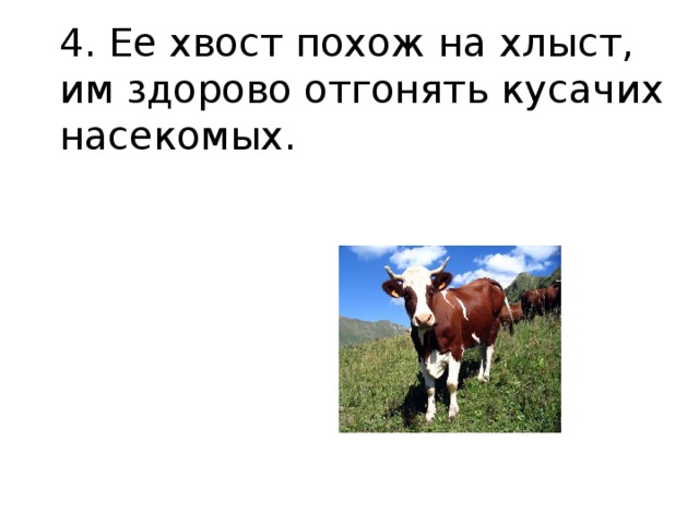 4. Ее хвост похож на хлыст, им здорово отгонять кусачих насекомых.