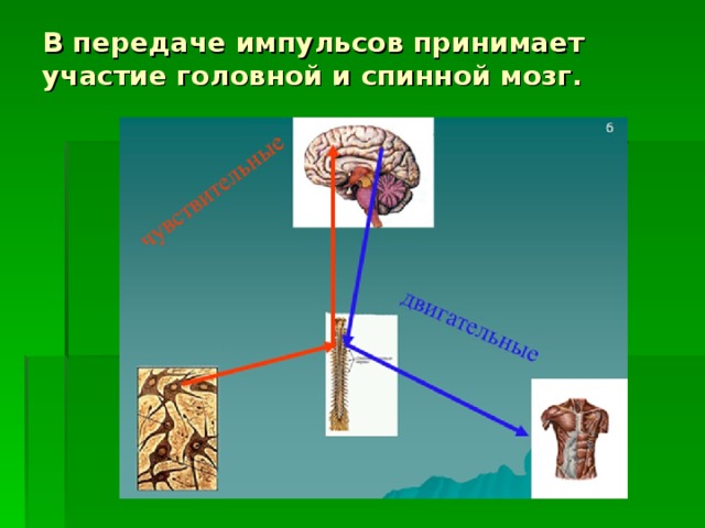 В передаче импульсов принимает участие головной и спинной мозг.