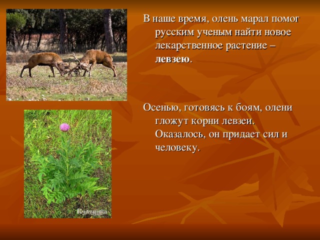 В наше время, олень марал помог русским ученым найти новое лекарственное растение – левзею . Осенью, готовясь к боям, олени гложут корни левзеи. Оказалось, он придает сил и человеку.