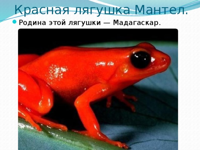   Красная лягушка Мантел.