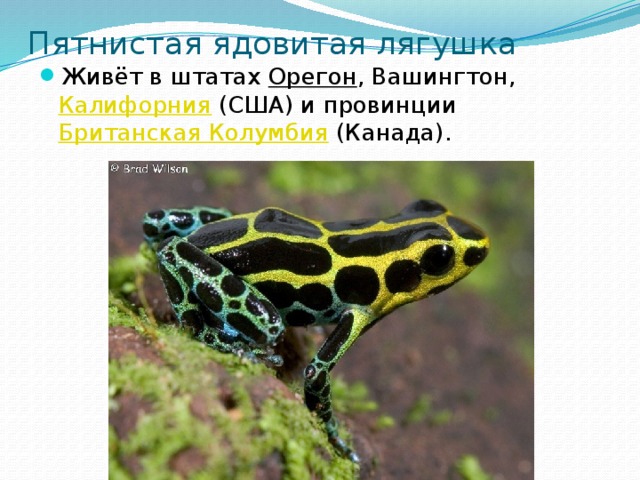 Ядовитые лягушки краснодарского края фото и описание