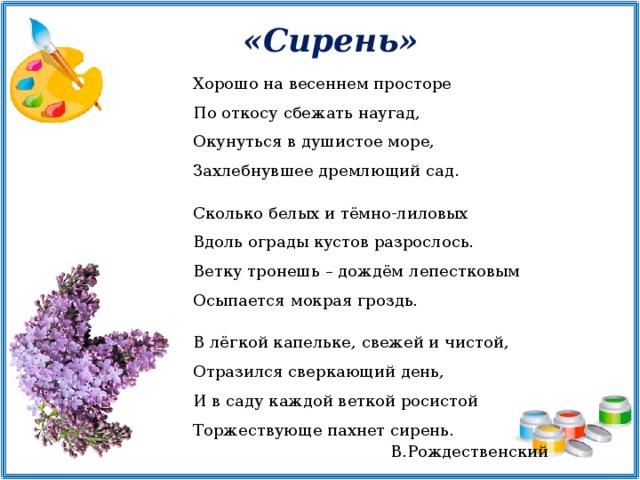 «Сирень» Хорошо на весеннем просторе По откосу сбежать наугад, Окунуться в душистое море, Захлебнувшее дремлющий сад. Сколько белых и тёмно-лиловых Вдоль ограды кустов разрослось. Ветку тронешь – дождём лепестковым Осыпается мокрая гроздь. В лёгкой капельке, свежей и чистой, Отразился сверкающий день, И в саду каждой веткой росистой Торжествующе пахнет сирень.  В.Рождественский