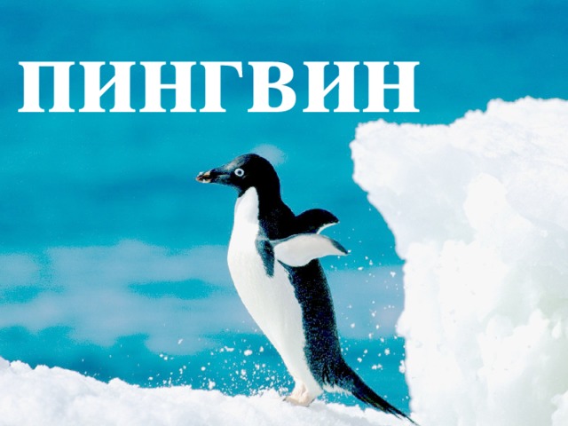 пингвин