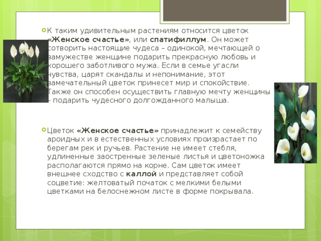 К таким удивительным растениям относится цветок «Женское счастье» , или спатифиллум . Он может сотворить настоящие чудеса – одинокой, мечтающей о замужестве женщине подарить прекрасную любовь и хорошего заботливого мужа. Если в семье угасли чувства, царят скандалы и непонимание, этот замечательный цветок принесет мир и спокойствие. Также он способен осуществить главную мечту женщины – подарить чудесного долгожданного малыша. Цветок «Женское счастье» принадлежит к семейству ароидных и в естественных условиях произрастает по берегам рек и ручьев. Растение не имеет стебля, удлиненные заостренные зеленые листья и цветоножка располагаются прямо на корне. Сам цветок имеет внешнее сходство с каллой и представляет собой соцветие: желтоватый початок с мелкими белыми цветками на белоснежном листе в форме покрывала.