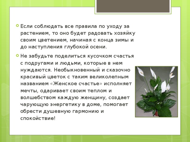 Если соблюдать все правила по уходу за растением, то оно будет радовать хозяйку своим цветением, начиная с конца зимы и до наступления глубокой осени. Не забудьте поделиться кусочком счастья с подругами и людьми, которые в нем нуждаются. Необыкновенный и сказочно красивый цветок с таким великолепным названием «Женское счастье» исполняет мечты, одаривает своим теплом и волшебством каждую женщину, создает чарующую энергетику в доме, помогает обрести душевную гармонию и спокойствие!