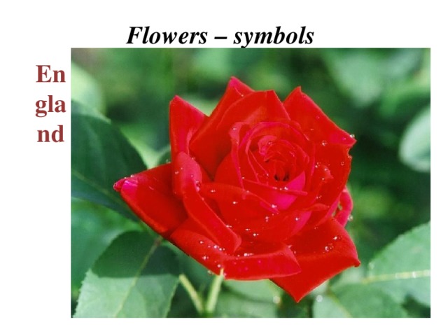 Flowers – symbols England