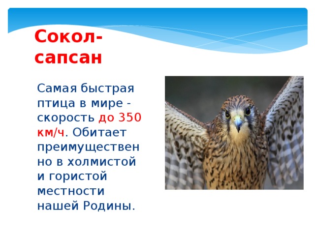 Сокол-сапсан Самая быстрая птица в мире - скорость до 350 км/ч . Обитает преимущественно в холмистой и гористой местности нашей Родины.
