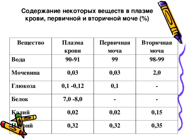 Содержание некоторых веществ в плазме крови, первичной и вторичной моче (%) Вещество Плазма крови Вода 90-91 Первичная моча Мочевина Глюкоза Вторичная моча 99 0,03 0,1 -0,12 98-99 Белок 0,03 2,0 0,1 7,0 -8,0 Калий - 0,02 Натрий - 0,32 - 0,02 0,15 0,32 0,35