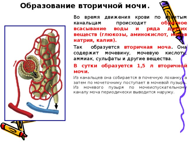 Образование вторичной мочи . Во время движения крови по извитым канальцам происходит обратное всасывание воды и ряда других веществ (глюкозы, аминокислот, ионов натрия, калия).  Так образуется вторичная моча . Она содержит мочевину, мочевую кислоту, аммиак, сульфаты и другие вещества. В сутки образуется 1,5 л вторичной мочи. Из канальцев она собирается в почечную лоханку, а затем по мочеточнику поступает в мочевой пузырь. Из мочевого пузыря по мочеиспускательному каналу моча периодически выводится наружу.