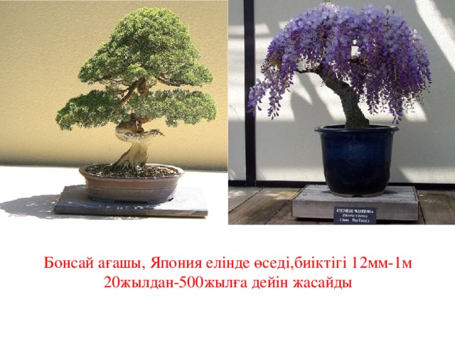 Бонсай ағашы, Япония елінде өседі,биіктігі 12мм-1м  20жылдан-500жылға дейін жасайды