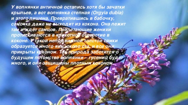 У волнянки античной остались хотя бы зачатки крыльев, а вот волнянка степная (Orgyia dubia) и этого лишена. Превратившись в бабочку, самочка даже не выходит из кокона. Она лежит там и ждёт самцов. Прилетающие женихи протискиваются в крохотное отверстие в коконе. У такой неподвижной толстой самки образуется много яиц, около ста, и все они прикрыты коконом. Так природа заботится о будущем потомстве волнянки – гусениц будет много, и они защищены плотным коконом.