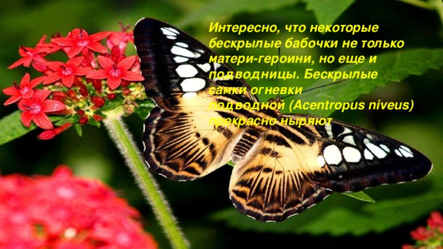 Интересно, что некоторые бескрылые бабочки не только матери-героини, но еще и подводницы. Бескрылые самки огневки подводной (Acentropus niveus) прекрасно ныряют