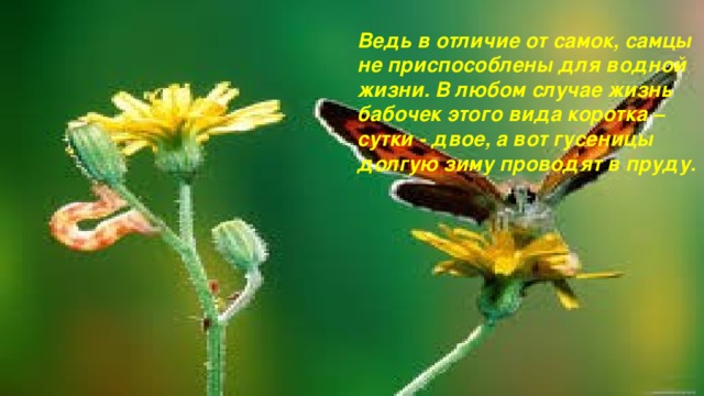 Ведь в отличие от самок, самцы не приспособлены для водной жизни. В любом случае жизнь бабочек этого вида коротка – сутки - двое, а вот гусеницы долгую зиму проводят в пруду.