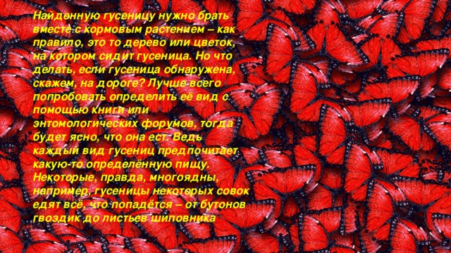 Найденную гусеницу нужно брать вместе с кормовым растением – как правило, это то дерево или цветок, на котором сидит гусеница. Но что делать, если гусеница обнаружена, скажем, на дороге? Лучше всего попробовать определить её вид с помощью книги или энтомологических форумов, тогда будет ясно, что она ест. Ведь каждый вид гусениц предпочитает какую-то определённую пищу. Некоторые, правда, многоядны, например, гусеницы некоторых совок едят всё, что попадётся – от бутонов гвоздик до листьев шиповника