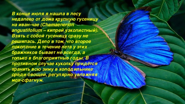 В конце июля я нашла в лесу недалеко от дома крупную гусеницу на иван-чае (Chamaenerion angustifolium – кипрей узколистный). Взять с собой гусеницу сразу не решилась. Дело в том, что второе поколение в течение лета у этих бражников бывает не всегда, а только в благоприятные годы. В противном случае куколку придётся хранить всю зиму в холодильнике среди овощей, регулярно увлажняя мох-сфагнум.