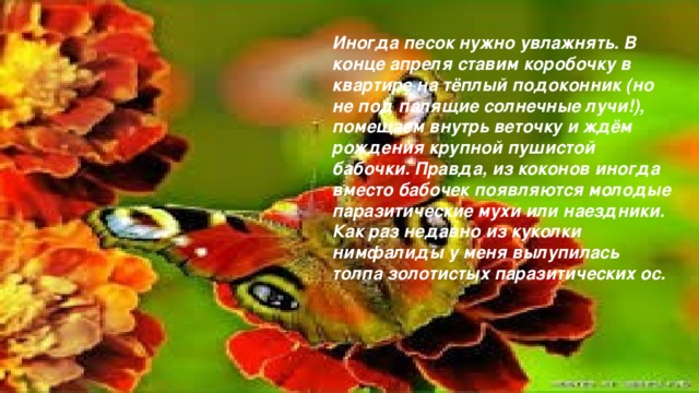 Иногда песок нужно увлажнять. В конце апреля ставим коробочку в квартире на тёплый подоконник (но не под палящие солнечные лучи!), помещаем внутрь веточку и ждём рождения крупной пушистой бабочки. Правда, из коконов иногда вместо бабочек появляются молодые паразитические мухи или наездники. Как раз недавно из куколки нимфалиды у меня вылупилась толпа золотистых паразитических ос.