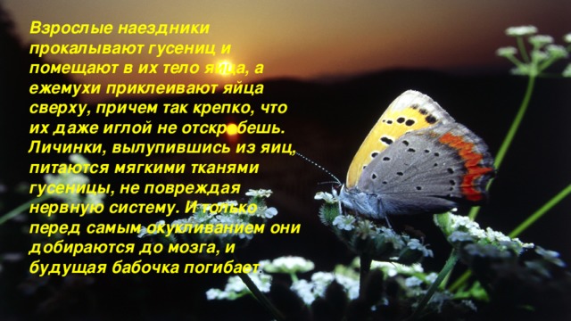 Взрослые наездники прокалывают гусениц и помещают в их тело яйца, а ежемухи приклеивают яйца сверху, причем так крепко, что их даже иглой не отскребешь. Личинки, вылупившись из яиц, питаются мягкими тканями гусеницы, не повреждая нервную систему. И только перед самым окукливанием они добираются до мозга, и будущая бабочка погибает .