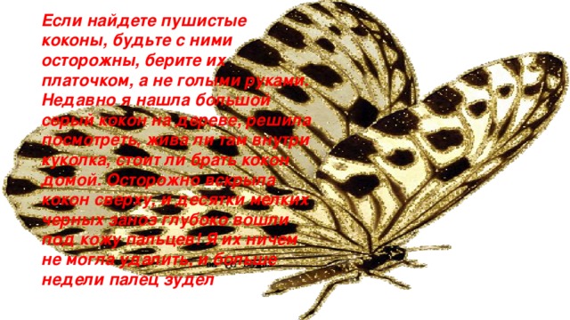 Если найдете пушистые коконы, будьте с ними осторожны, берите их платочком, а не голыми руками. Недавно я нашла большой серый кокон на дереве, решила посмотреть, жива ли там внутри куколка, стоит ли брать кокон домой. Осторожно вскрыла кокон сверху, и десятки мелких черных заноз глубоко вошли под кожу пальцев! Я их ничем не могла удалить, и больше недели палец зудел