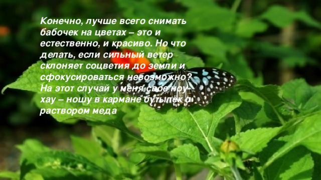 Конечно, лучше всего снимать бабочек на цветах – это и естественно, и красиво. Но что делать, если сильный ветер склоняет соцветия до земли и сфокусироваться невозможно? На этот случай у меня свое ноу-хау – ношу в кармане бутылёк с раствором меда