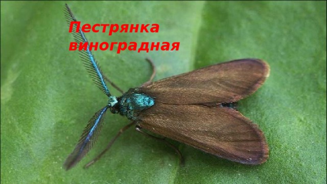 Пестрянка виноградная