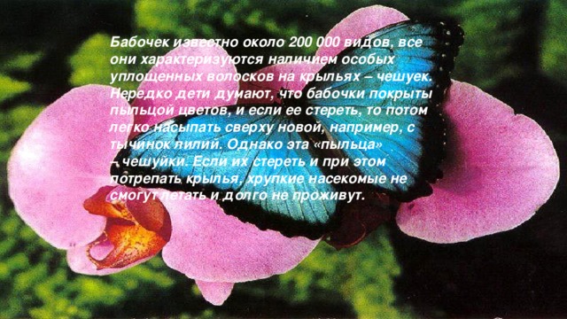 Бабочек известно около 200 000 видов, все они характеризуются наличием особых уплощенных волосков на крыльях – чешуек. Нередко дети думают, что бабочки покрыты пыльцой цветов, и если ее стереть, то потом легко насыпать сверху новой, например, с тычинок лилий. Однако эта «пыльца» – чешуйки. Если их стереть и при этом потрепать крылья, хрупкие насекомые не смогут летать и долго не проживут.