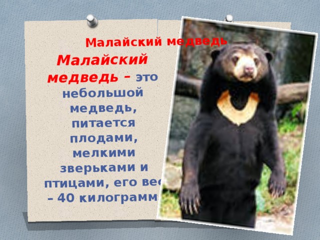 Малайский медведь – это небольшой медведь, питается плодами, мелкими зверьками и птицами, его вес – 40 килограмм. Малайский медведь