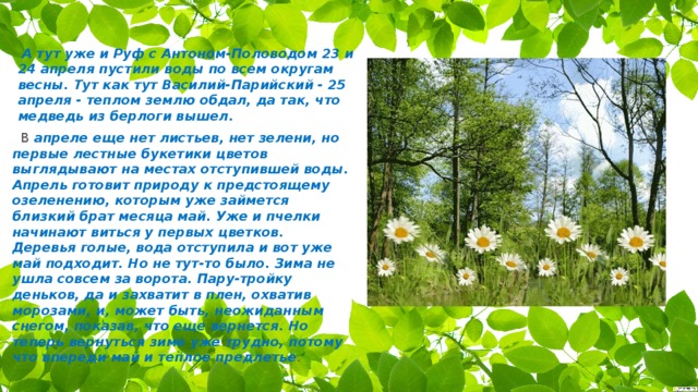   А тут уже и Руф с Антоном-Половодом 23 и 24 апреля пустили воды по всем округам весны. Тут как тут Василий-Парийский - 25 апреля - теплом землю обдал, да так, что медведь из берлоги вышел.   В апреле еще нет листьев, нет зелени, но первые лестные букетики цветов выглядывают на местах отступившей воды. Апрель готовит природу к предстоящему озеленению, которым уже займется близкий брат месяца май. Уже и пчелки начинают виться у первых цветков. Деревья голые, вода отступила и вот уже май подходит. Но не тут-то было. Зима не ушла совсем за ворота. Пару-тройку деньков, да и захватит в плен, охватив морозами, и, может быть, неожиданным снегом, показав, что еще вернется. Но теперь вернуться зиме уже трудно, потому что впереди май и теплое предлетье .