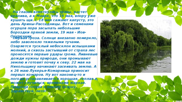   На глазах взметнулись травы, растет крапива, а к Мавре, что 16 мая, впору уже кушать щи. С 18 мая сажают капусту, это день Арины-Рассадницы. Вот и семенами огурцов пора засыпать небольшие бороздки пряной земли, 19 мая - Иов-Огуречник .    Первая гроза. Солнце внезапно померкло, небо заволокло тяжелыми тучами. Озаряется тусклый небосклон вспышками молний, а сквозь застывший от страха лес проносятся первые удары грома. Ливневые дожди нужны природе, они промывают землю и готовят почву к севу. 22 мая на Никольщину начинают засеивать землю. А к 26 маю Лукерья-Комарница приносит первых комаров. Ну вот наконец-то и погода устанавливается хорошая, теплая и, может случиться, временами жаркая. Природа готова к новому сезону. Здравствуй, лето!