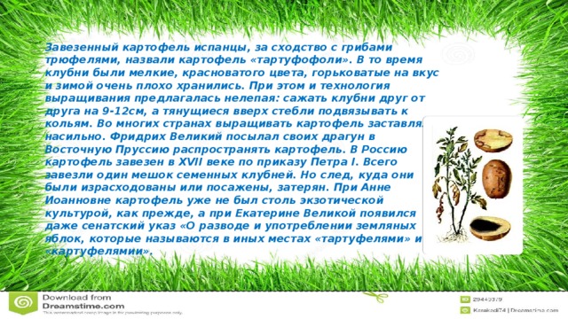 Завезенный картофель испанцы, за сходство с грибами трюфелями, назвали картофель «тартуфофоли». В то время клубни были мелкие, красноватого цвета, горьковатые на вкус и зимой очень плохо хранились. При этом и технология выращивания предлагалась нелепая: сажать клубни друг от друга на 9-12см, а тянущиеся вверх стебли подвязывать к кольям. Во многих странах выращивать картофель заставляли насильно. Фридрих Великий посылал своих драгун в Восточную Пруссию распространять картофель. В Россию картофель завезен в ХVII веке по приказу Петра I. Всего завезли один мешок семенных клубней. Но след, куда они были израсходованы или посажены, затерян. При Анне Иоанновне картофель уже не был столь экзотической культурой, как прежде, а при Екатерине Великой появился даже сенатский указ «О разводе и употреблении земляных яблок, которые называются в иных местах «тартуфелями» и «картуфелямии».