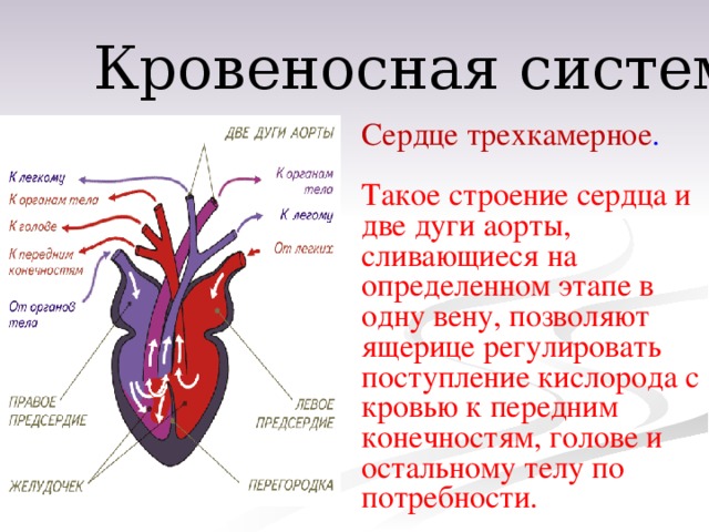 Кровеносная система Сердце трехкамерное . Такое строение сердца и две дуги аорты, сливающиеся на определенном этапе в одну вену, позволяют ящерице регулировать поступление кислорода с кровью к передним конечностям, голове и остальному телу по потребности.