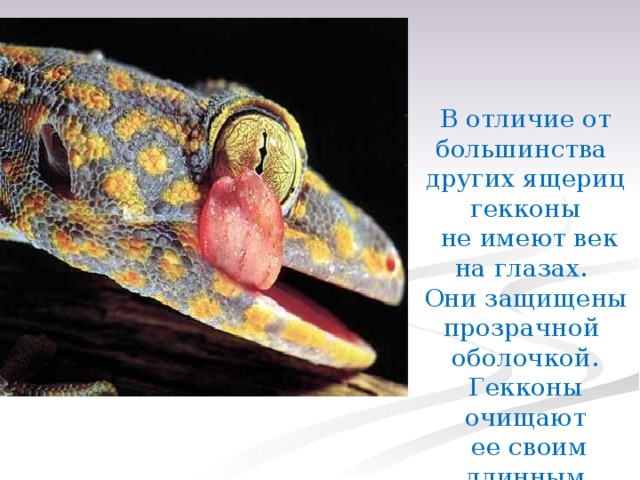 В отличие от большинства других ящериц гекконы  не имеют век на глазах. Они защищены прозрачной оболочкой. Гекконы очищают  ее своим длинным языком