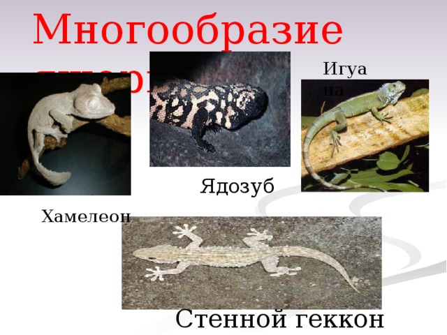 Многообразие ящериц Игуана Ядозуб Хамелеон Стенной геккон