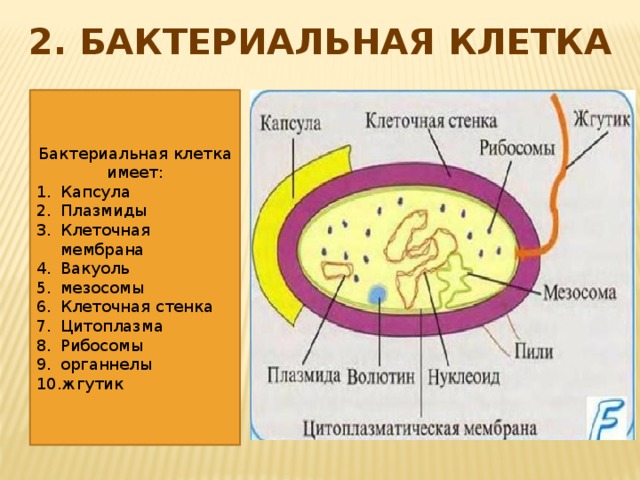 2. БАКТЕРИАЛЬНАЯ КЛЕТКА Бактериальная клетка имеет: