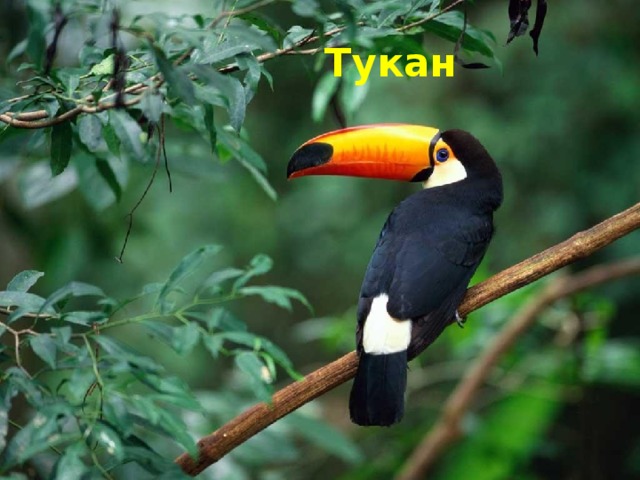 Тукан