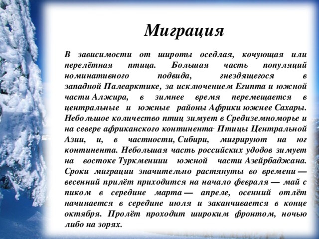 Миграция В зависимости от широты оседлая, кочующая или перелётная птица. Большая часть популяций номинативного подвида, гнездящегося в западной Палеарктике, за исключением Египта и южной части Алжира, в зимнее время перемещается в центральные и южные районы Африки южнее Сахары. Небольшое количество птиц зимует в Средиземноморье и на севере африканского континента . Птицы Центральной Азии, и, в частности, Сибири, мигрируют на юг континента. Небольшая часть российских удодов зимует на востоке Туркмениии южной части Азейрбаджана. Сроки миграции значительно растянуты во времени — весенний прилёт приходится на начало февраля — май с пиком в середине марта — апреле, осенний отлёт начинается в середине июля и заканчивается в конце октября. Пролёт проходит широким фронтом, ночью либо на зорях.