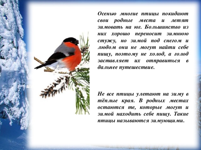 Осенью многие птицы покидают свои родные места и летят зимовать на юг. Большинство из них хорошо переносит зимнюю стужу, но зимой под снегом и людом они не могут найти себе пищу, поэтому не холод, а голод заставляет их отправиться в дальнее путешествие.    Не все птицы улетают на зиму в тёплые края. В родных местах остаются те, которые могут и зимой находить себе пищу. Такие птицы называются зимующими.