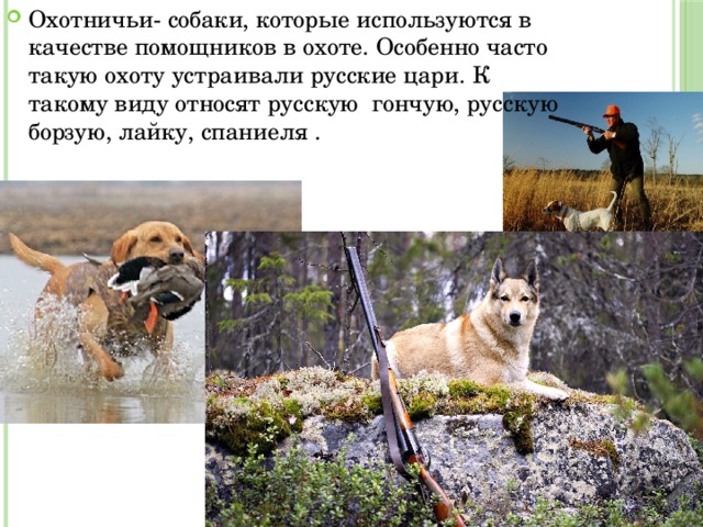 Охотничьи- собаки, которые используются в качестве помощников в охоте. Особенно часто такую охоту устраивали русские цари. К такому виду относят русскую гончую, русскую борзую, лайку, спаниеля .