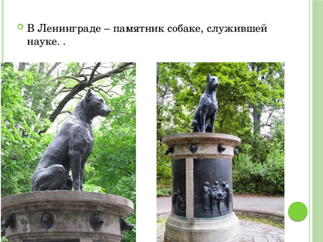 В Ленинграде – памятник собаке, служившей науке. .