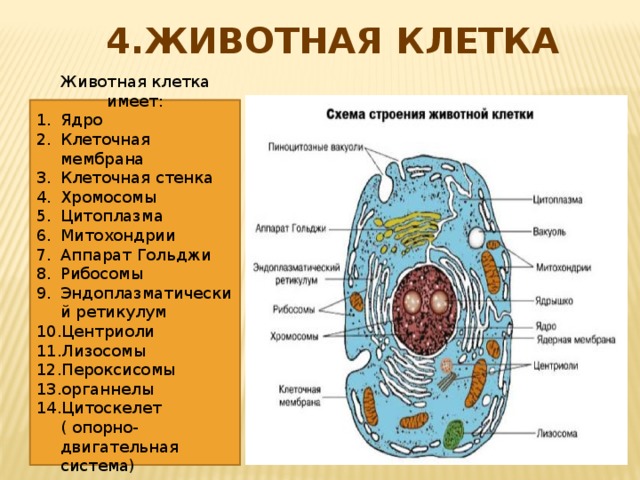 4.ЖИВОТНАЯ КЛЕТКА Животная клетка имеет: