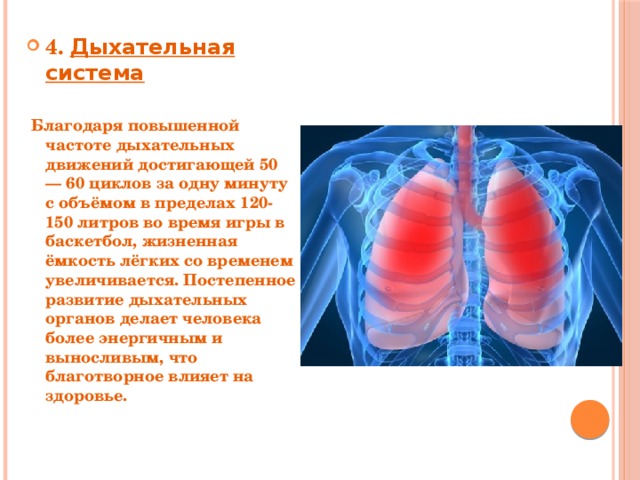 4. Дыхательная система