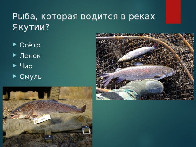 Рыба, которая водится в реках Якутии?